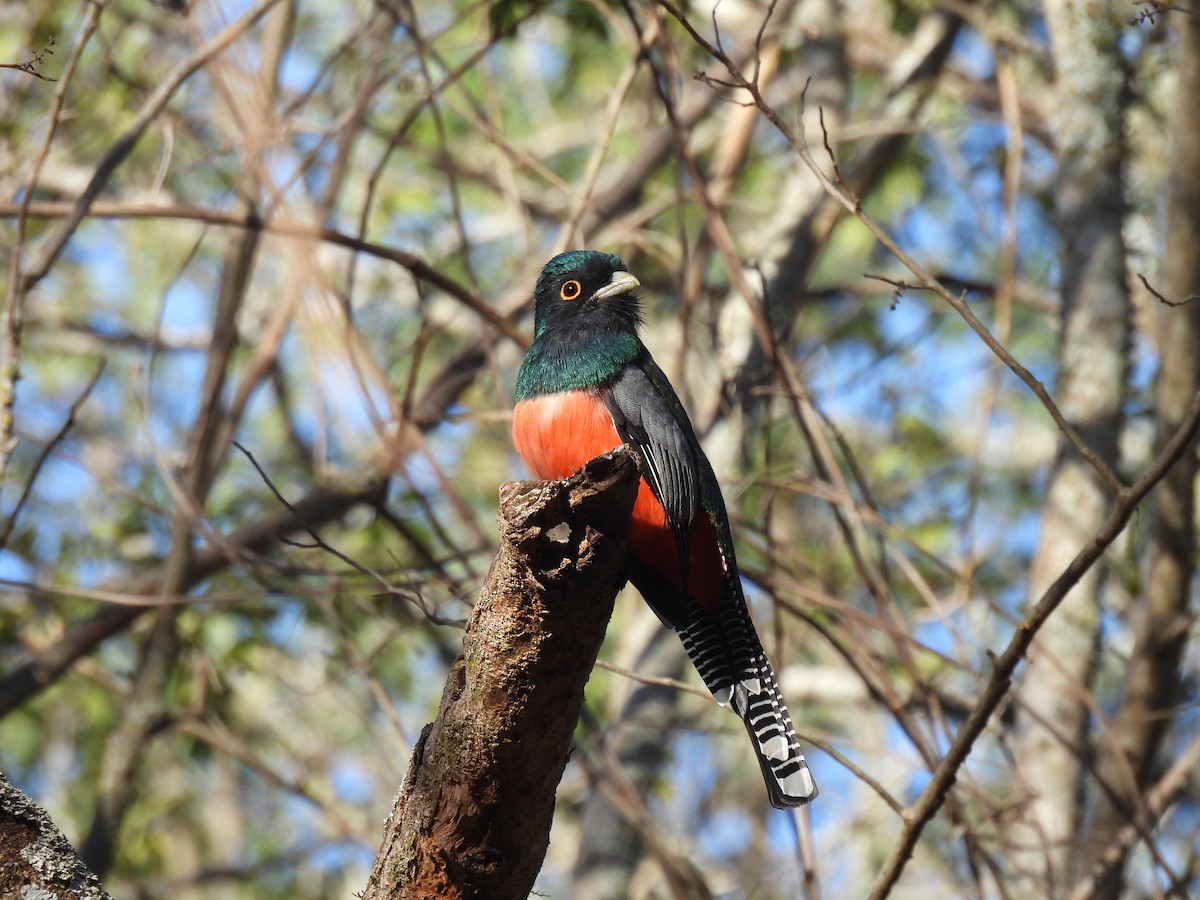 Blue-crowned Trogon - ML606356941