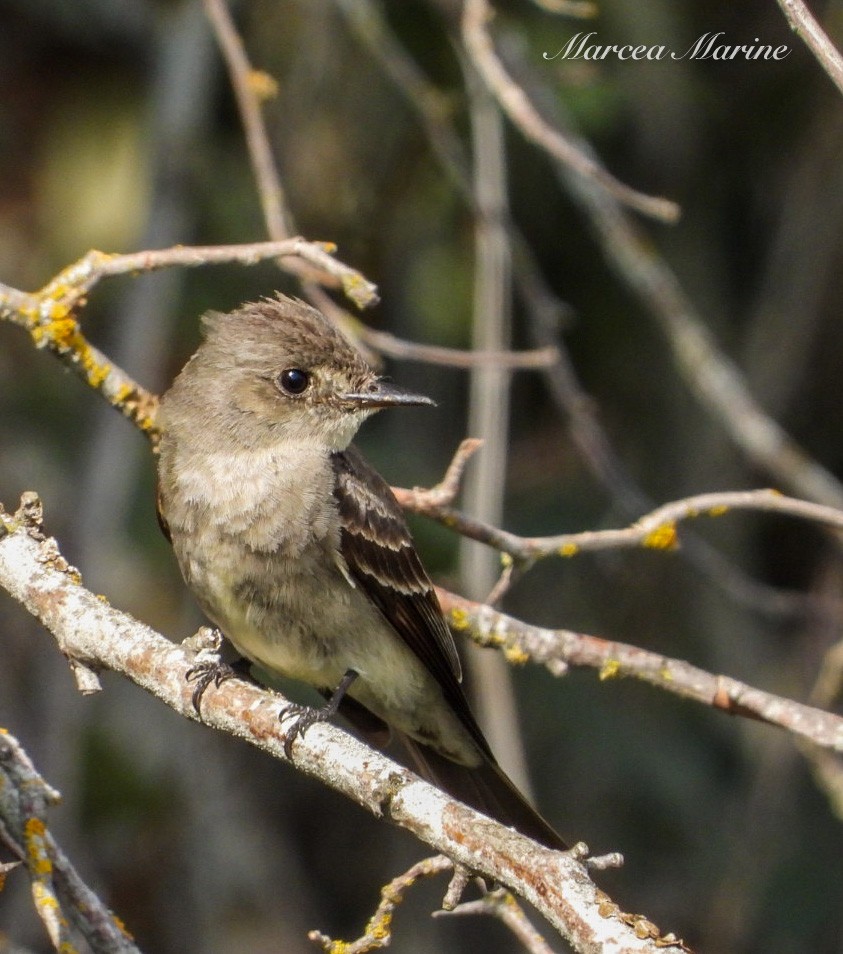 Western Wood-Pewee - ML606357051