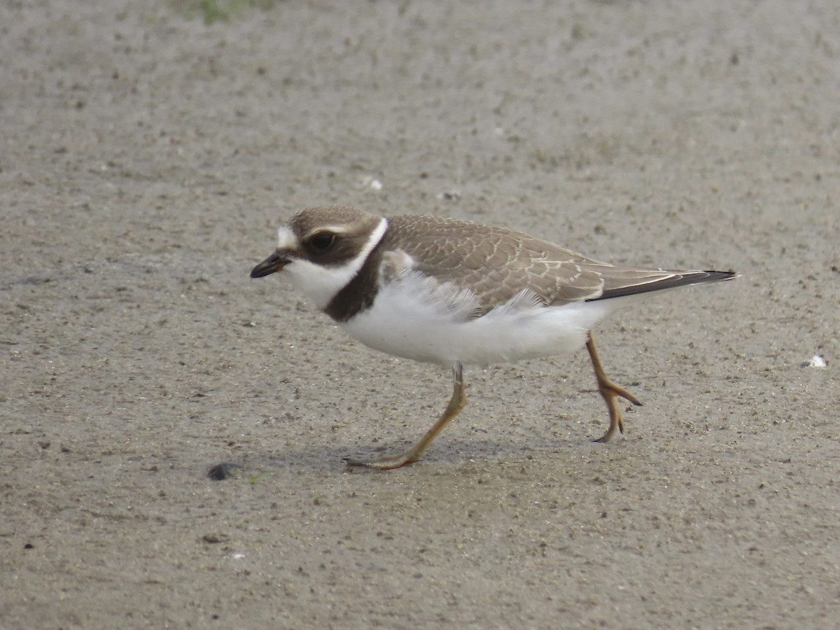 Semipalmated Plover - ML606357691
