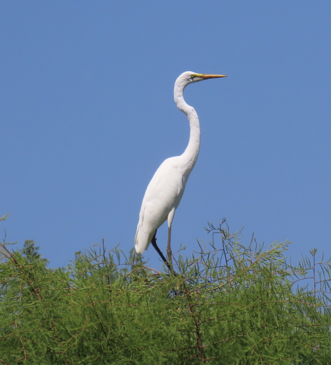 Great Egret - ML606358351