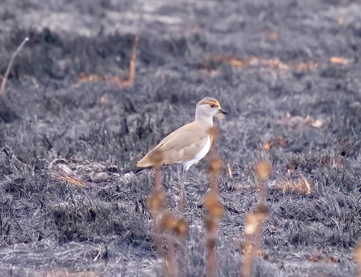 Brown-chested Lapwing - ML606358801