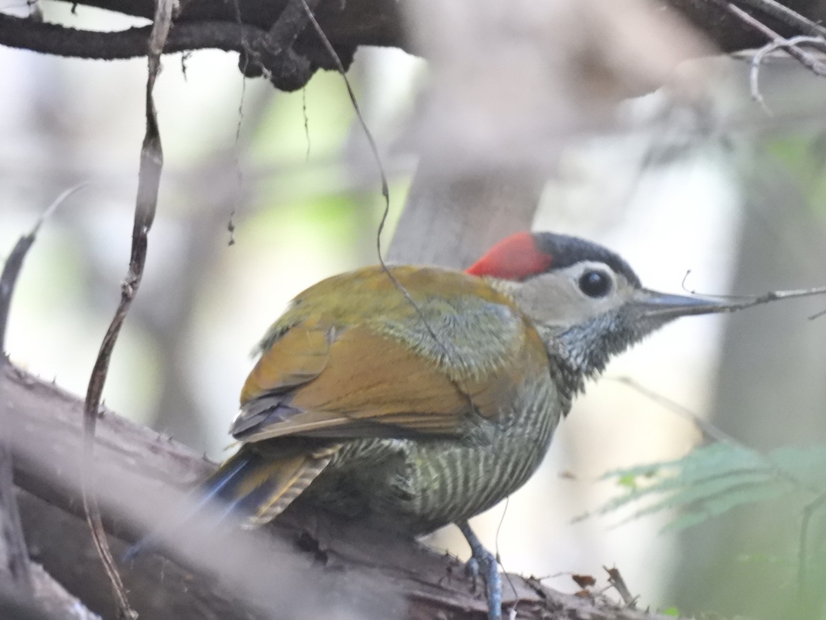 Golden-olive Woodpecker - ML606359391