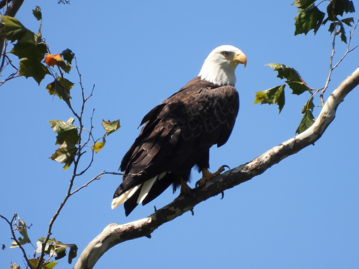 Bald Eagle - ML606359401