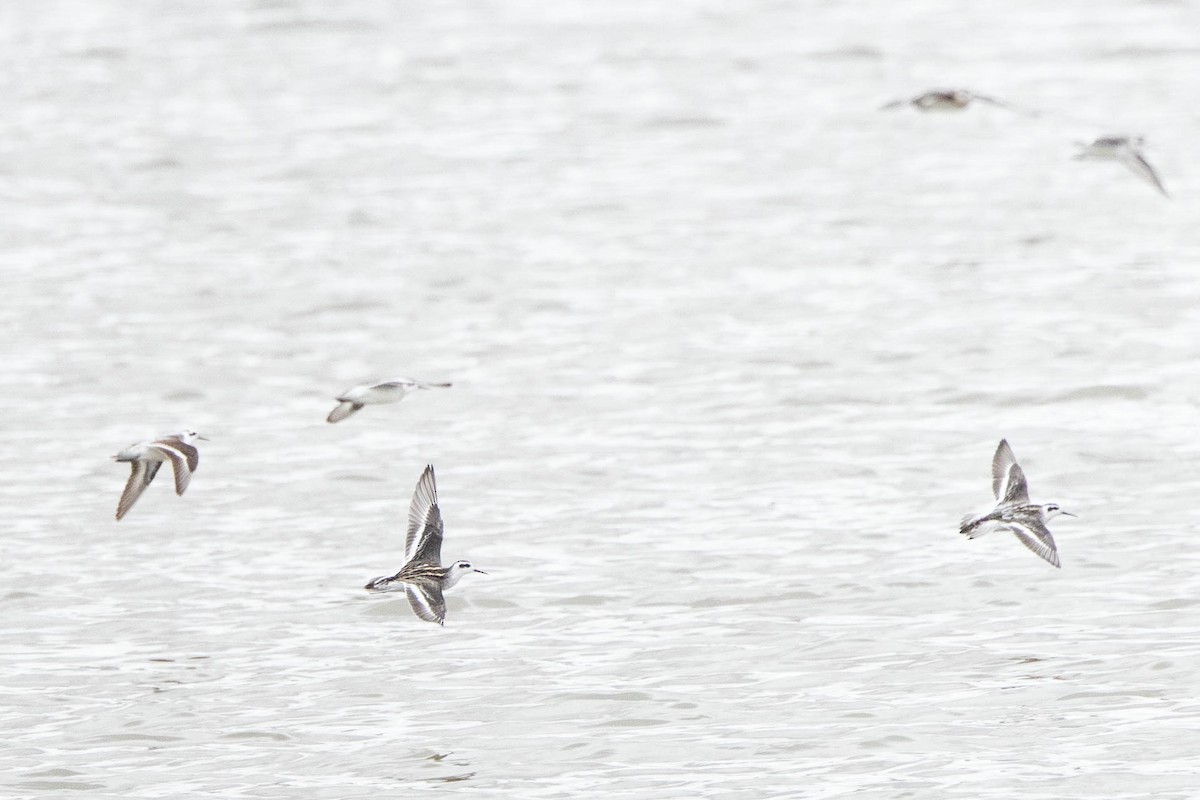 Red-necked Phalarope - Rhys Marsh