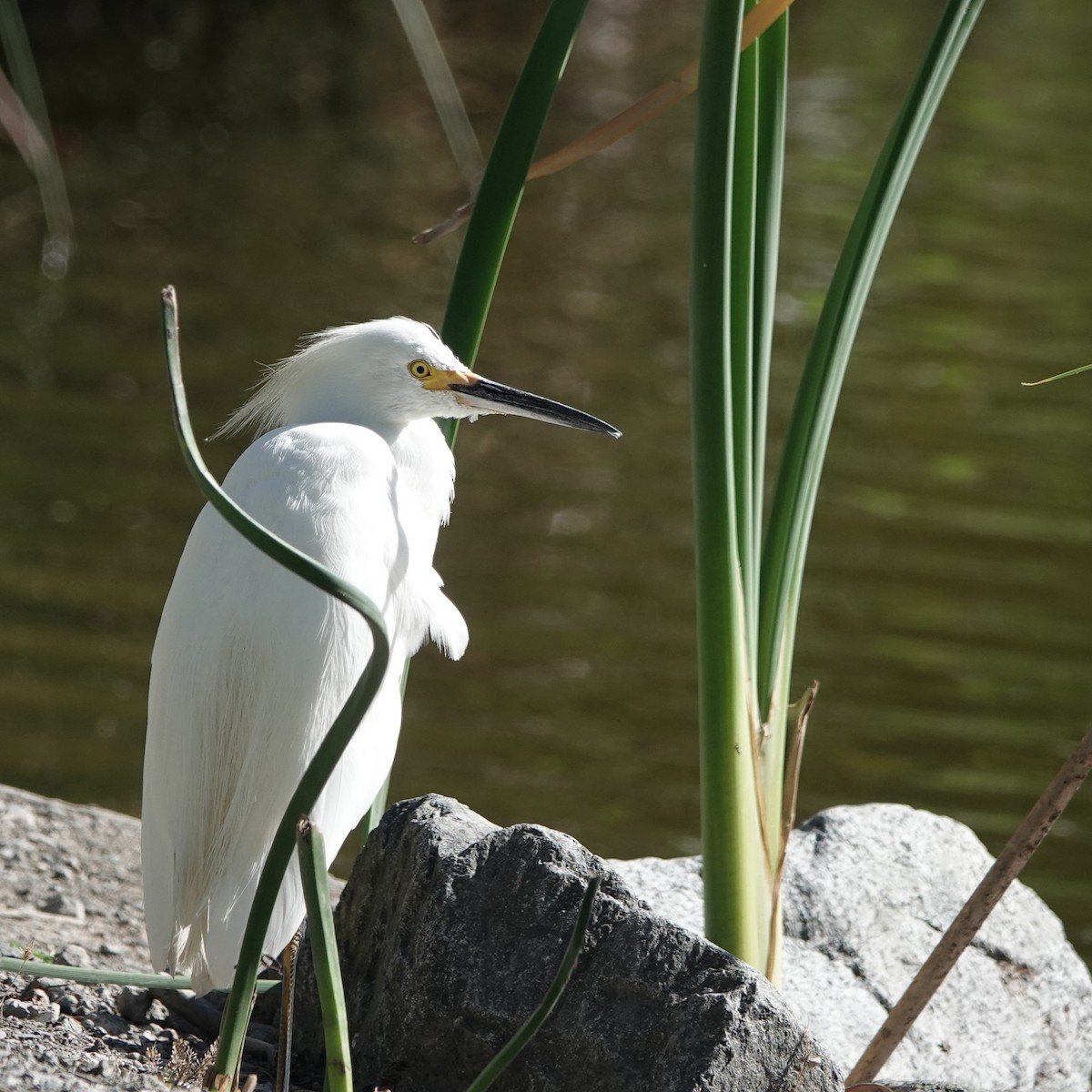 Snowy Egret - ML606361551