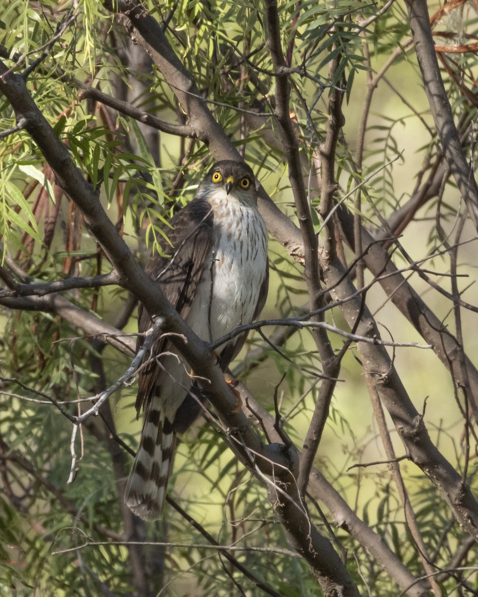 Sharp-shinned Hawk (Plain-breasted) - Hugo Santa Cruz