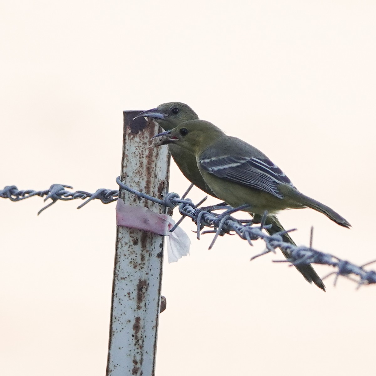 Hooded Oriole - ML606361591