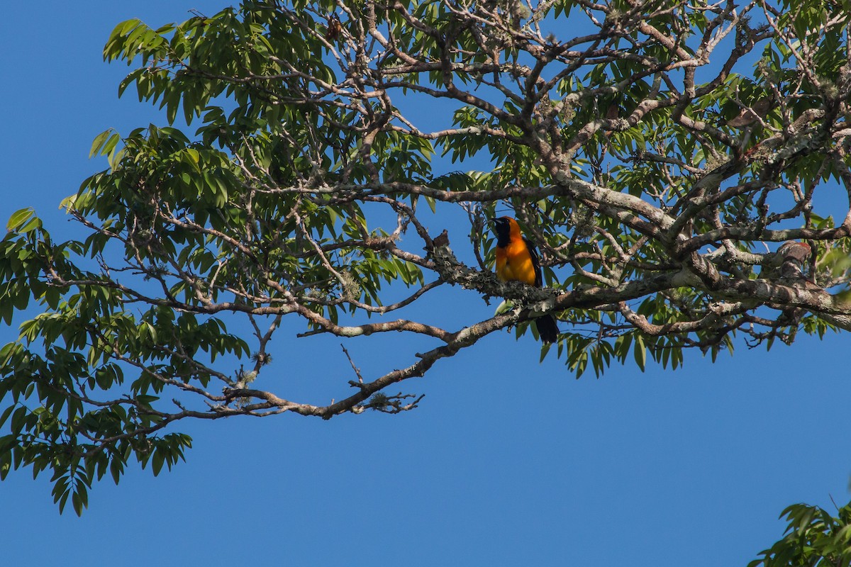 Hooded Oriole - ML606361651