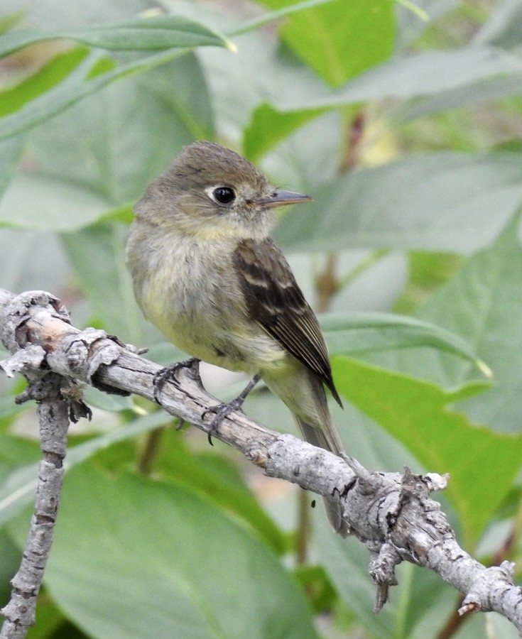 Western Flycatcher (Cordilleran) - ML606362371