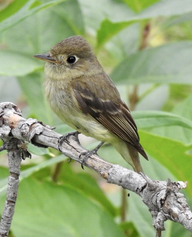 Western Flycatcher (Cordilleran) - ML606362381