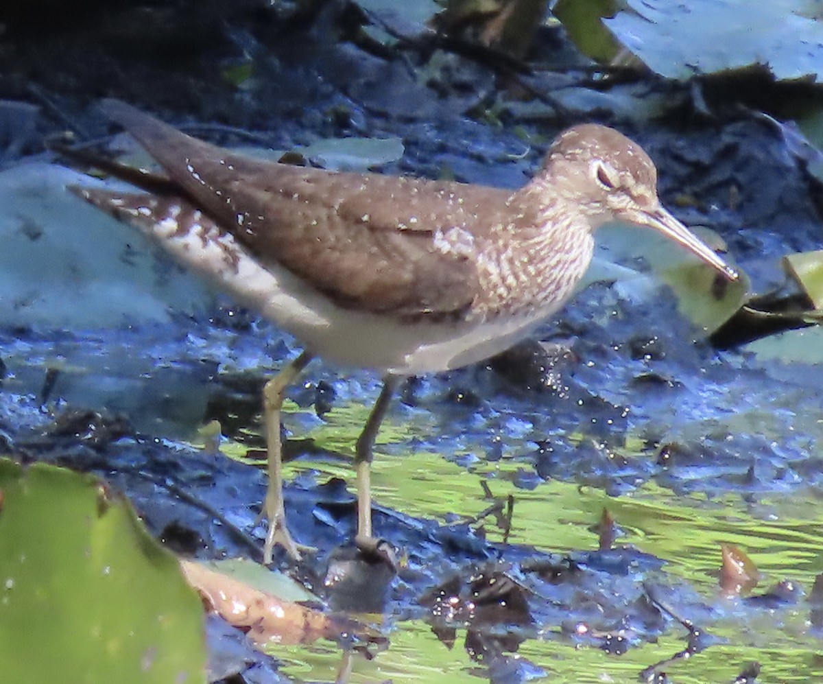 Solitary Sandpiper - ML606362511