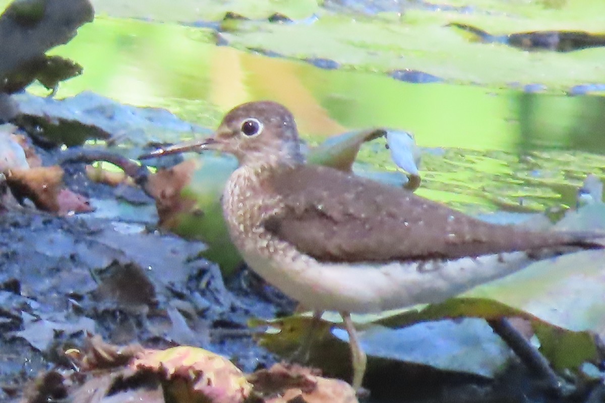 Solitary Sandpiper - ML606362521