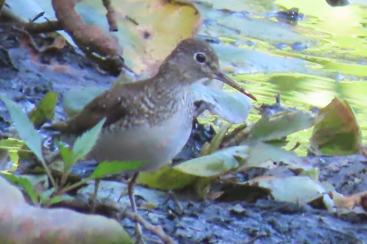 Solitary Sandpiper - ML606362541