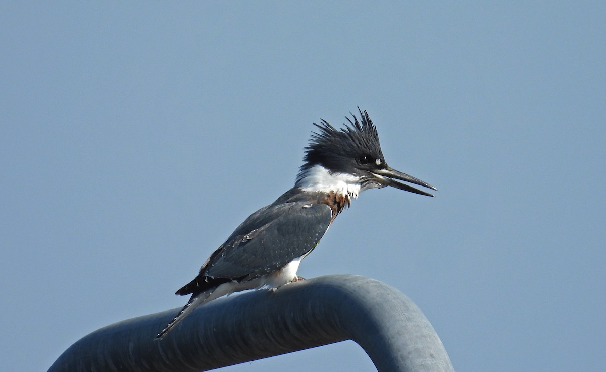 Belted Kingfisher - ML606362881