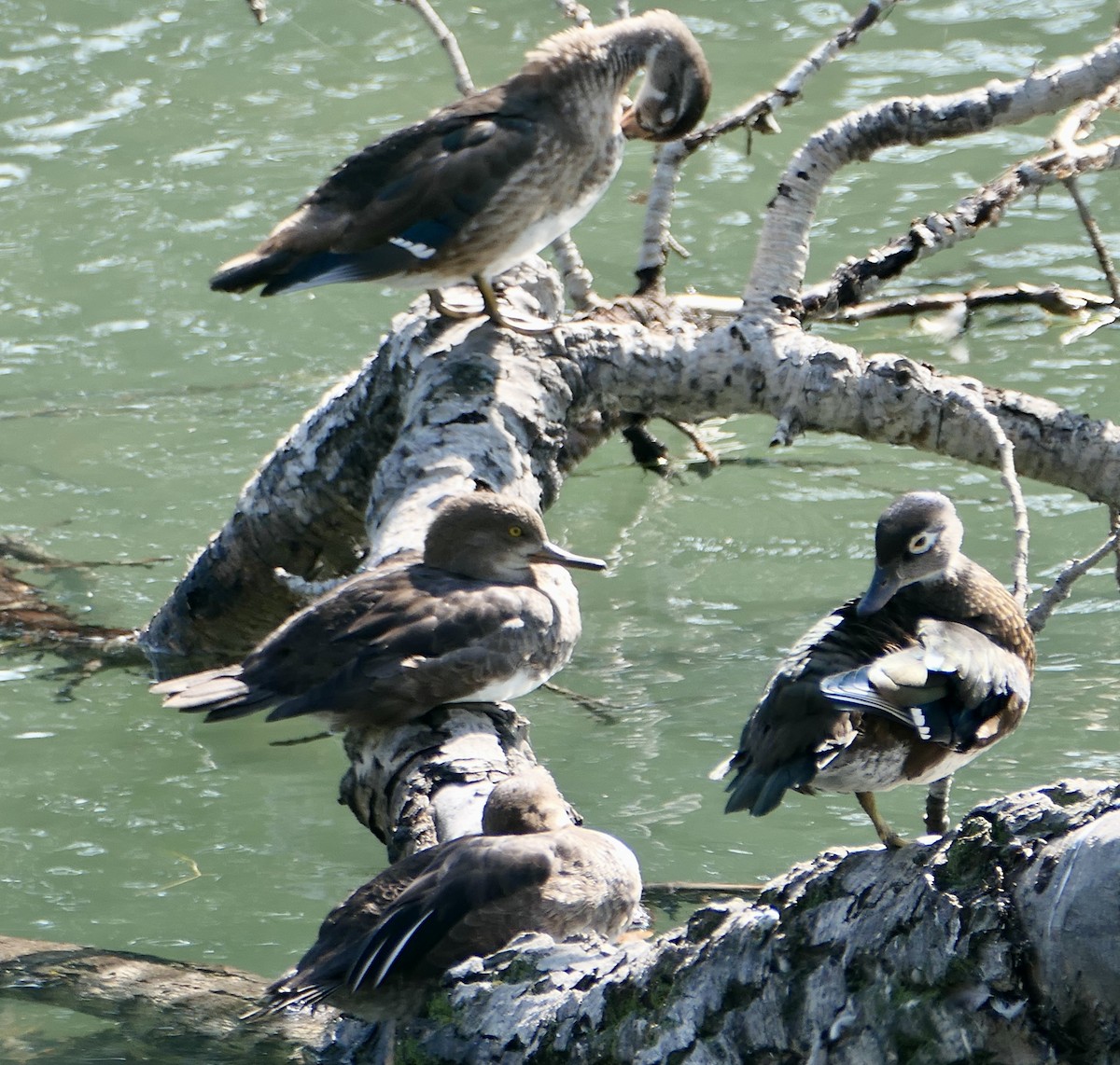 Hooded Merganser - ML606363881