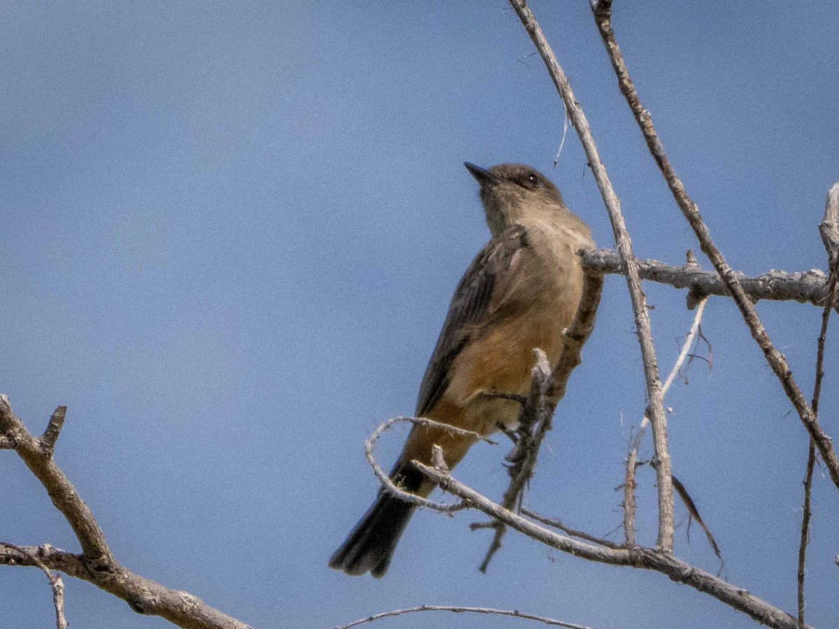 Say's Phoebe - ML606364031