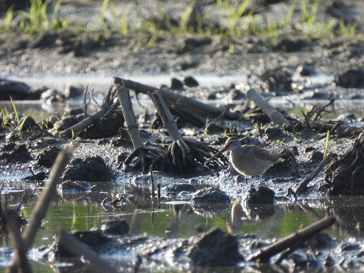 Short-billed Dowitcher - ML606366731