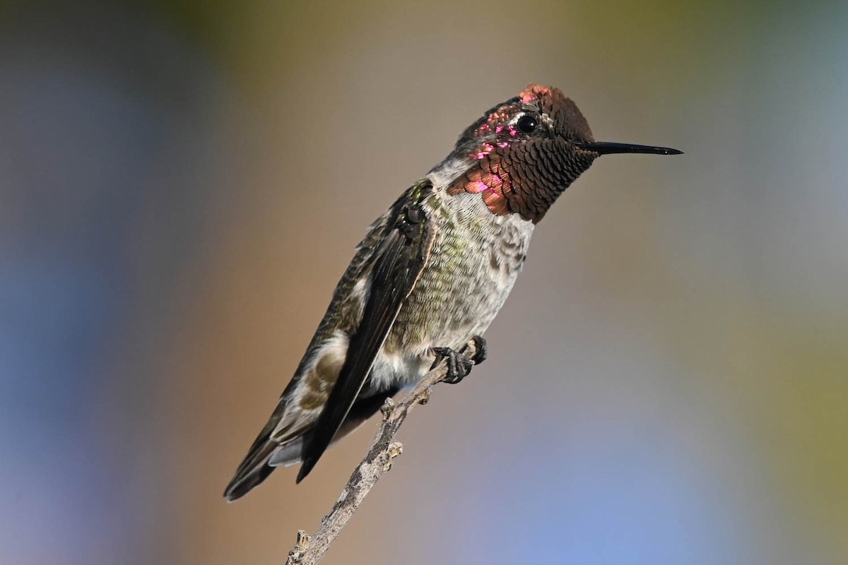 Anna's Hummingbird - Marla Hibbitts