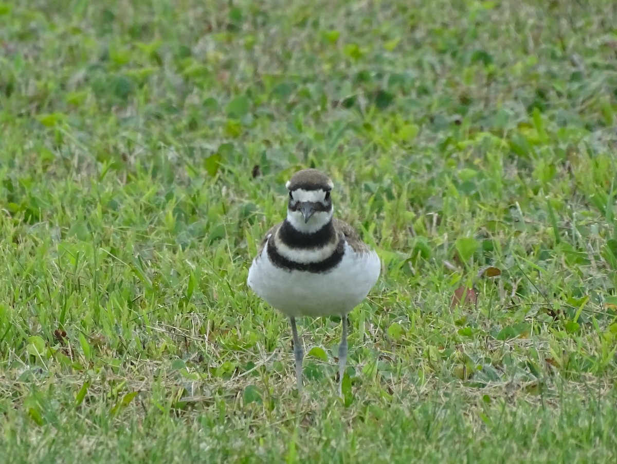 Killdeer - ML606368361