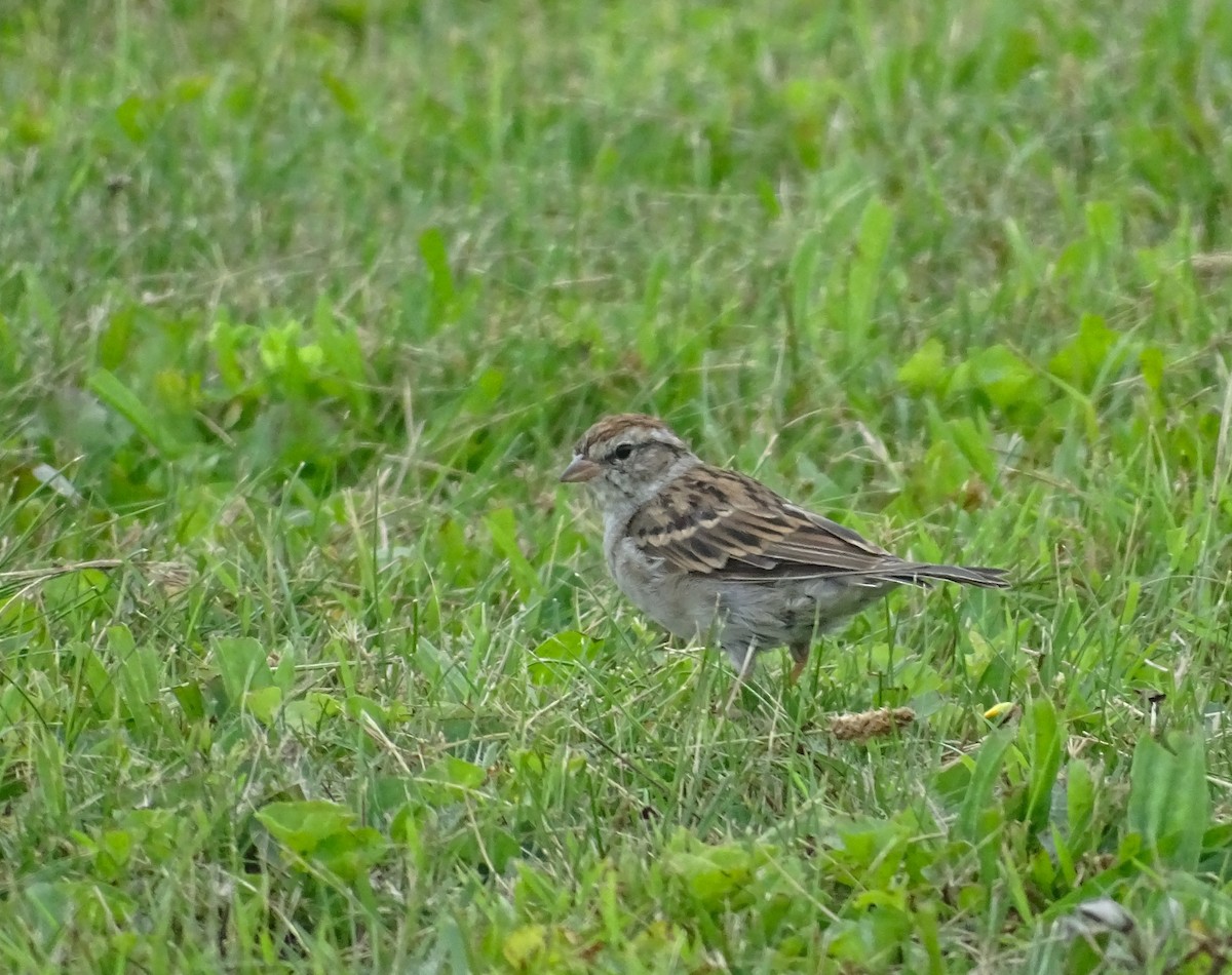 Chipping Sparrow - ML606368451