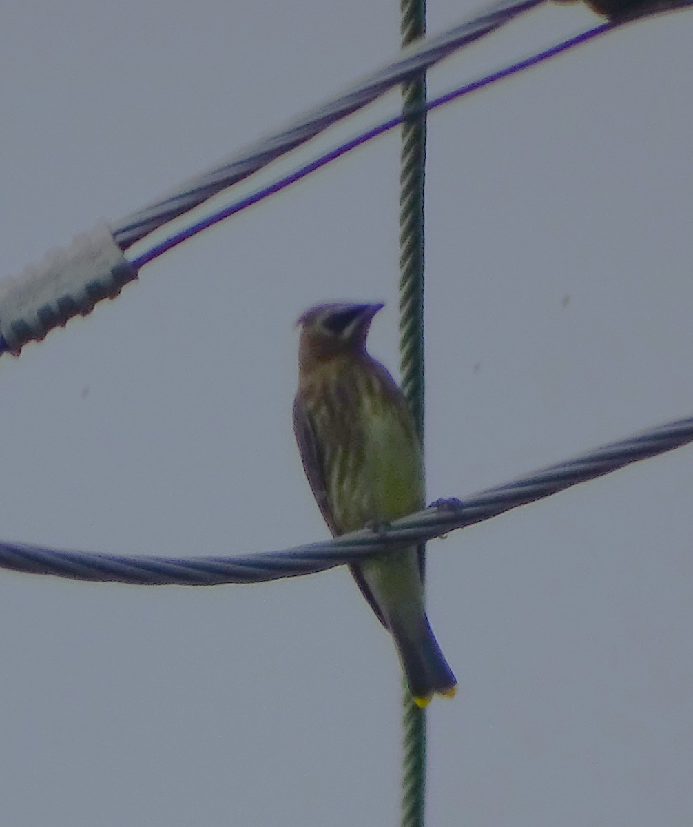 Cedar Waxwing - ML606368501