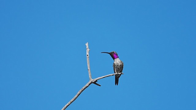 Colibrí Luminoso - ML606369551