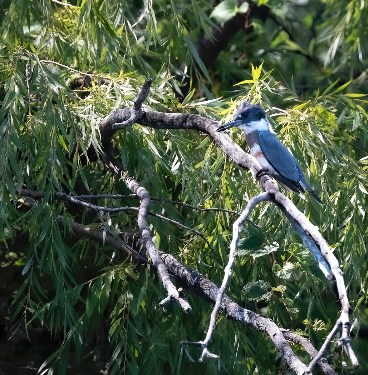 Belted Kingfisher - ML606369801