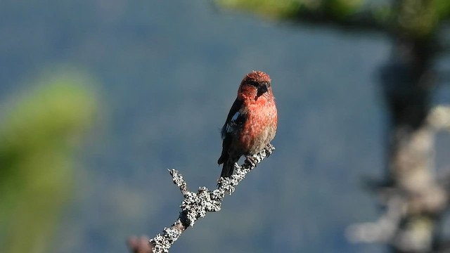 White-winged Crossbill - ML606370281