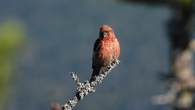 White-winged Crossbill - ML606370321