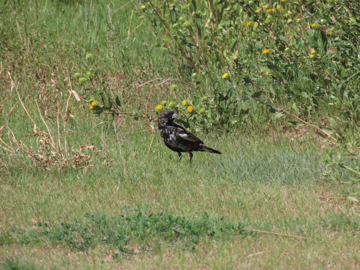 Lark Bunting - ML606370511