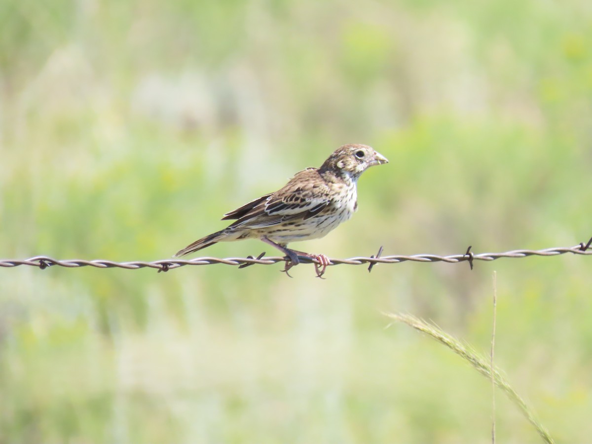 Lark Bunting - ML606370521