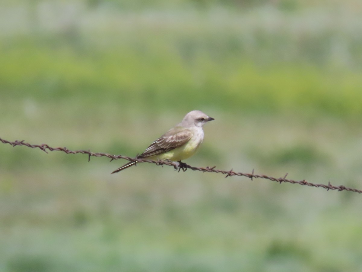 Western Kingbird - ML606371051