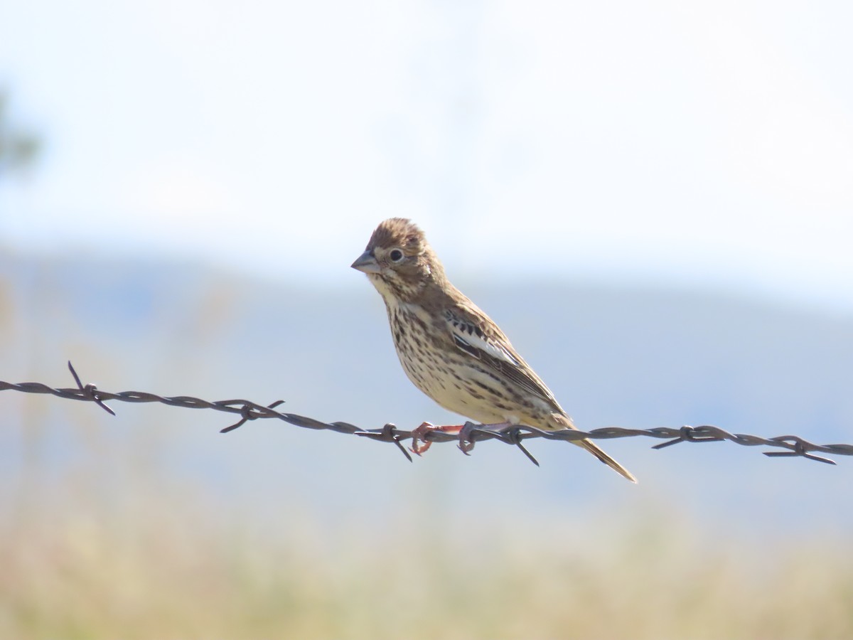 Lark Bunting - ML606371081