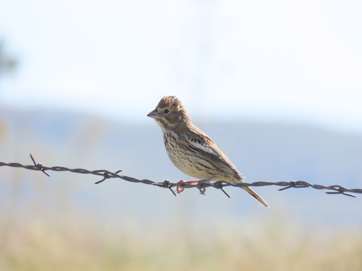 Lark Bunting - ML606371091