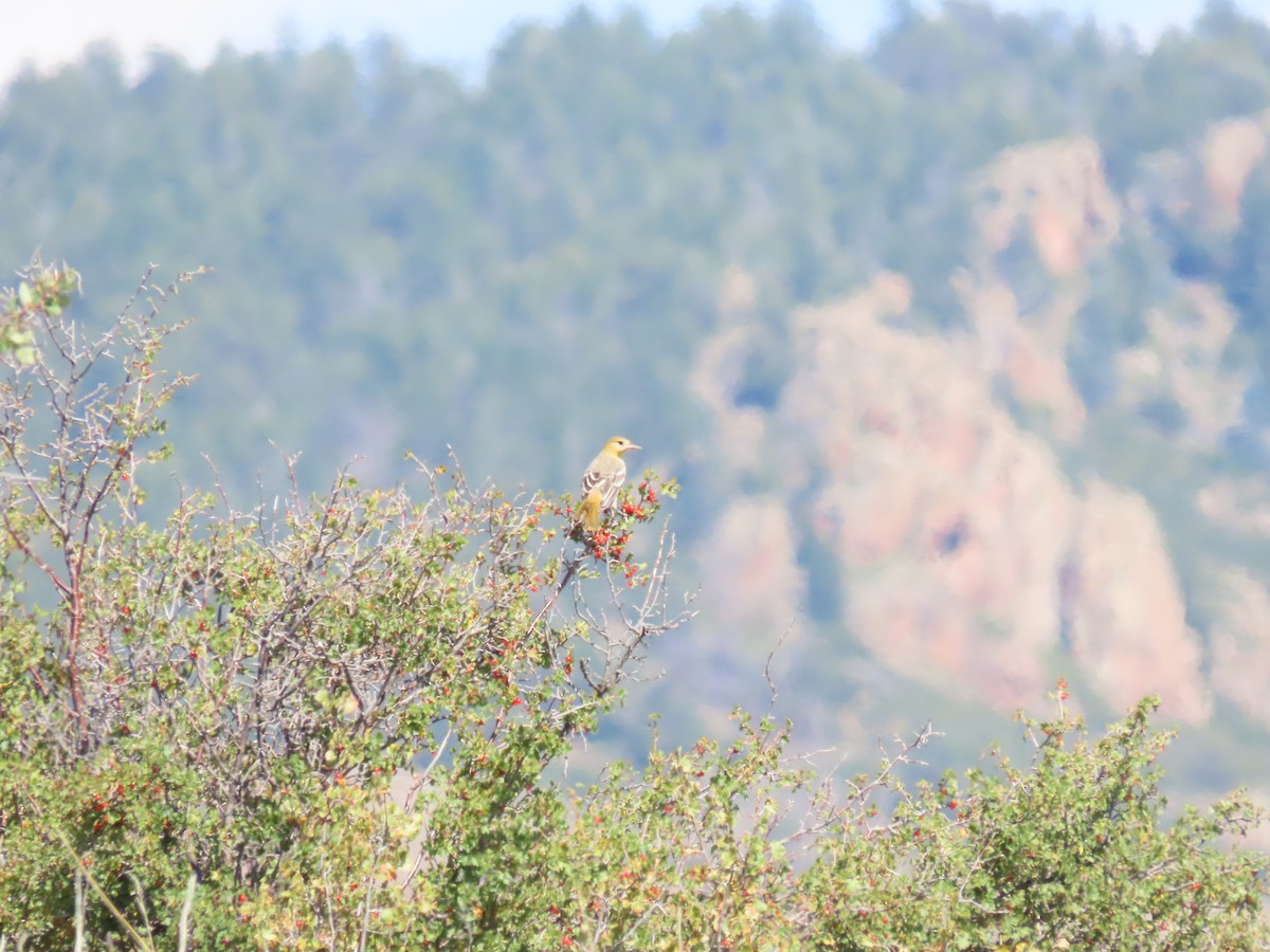 Bullock's Oriole - ML606371161
