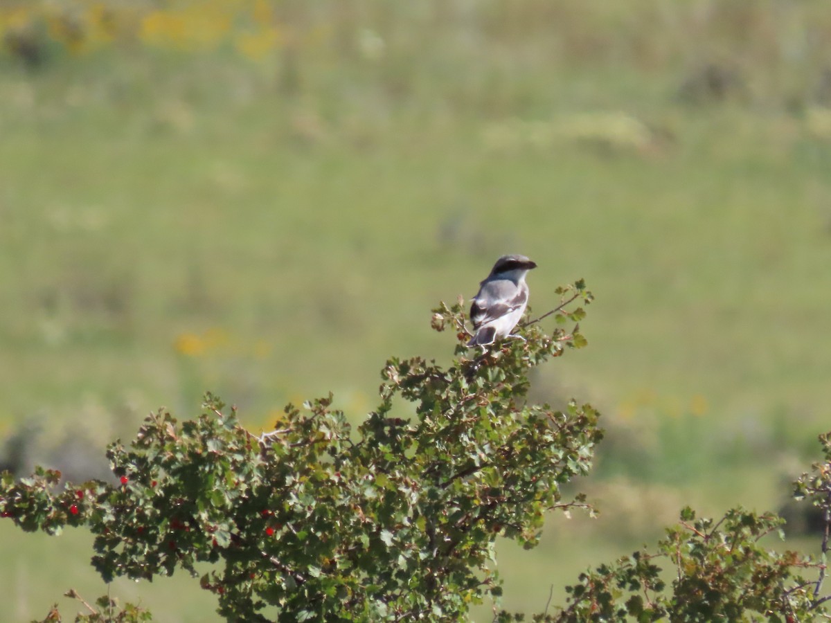 Loggerhead Shrike - ML606371361