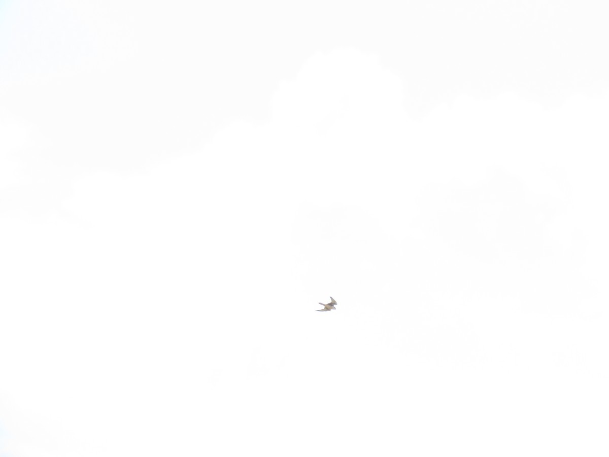 Prairie Falcon - ML606371431