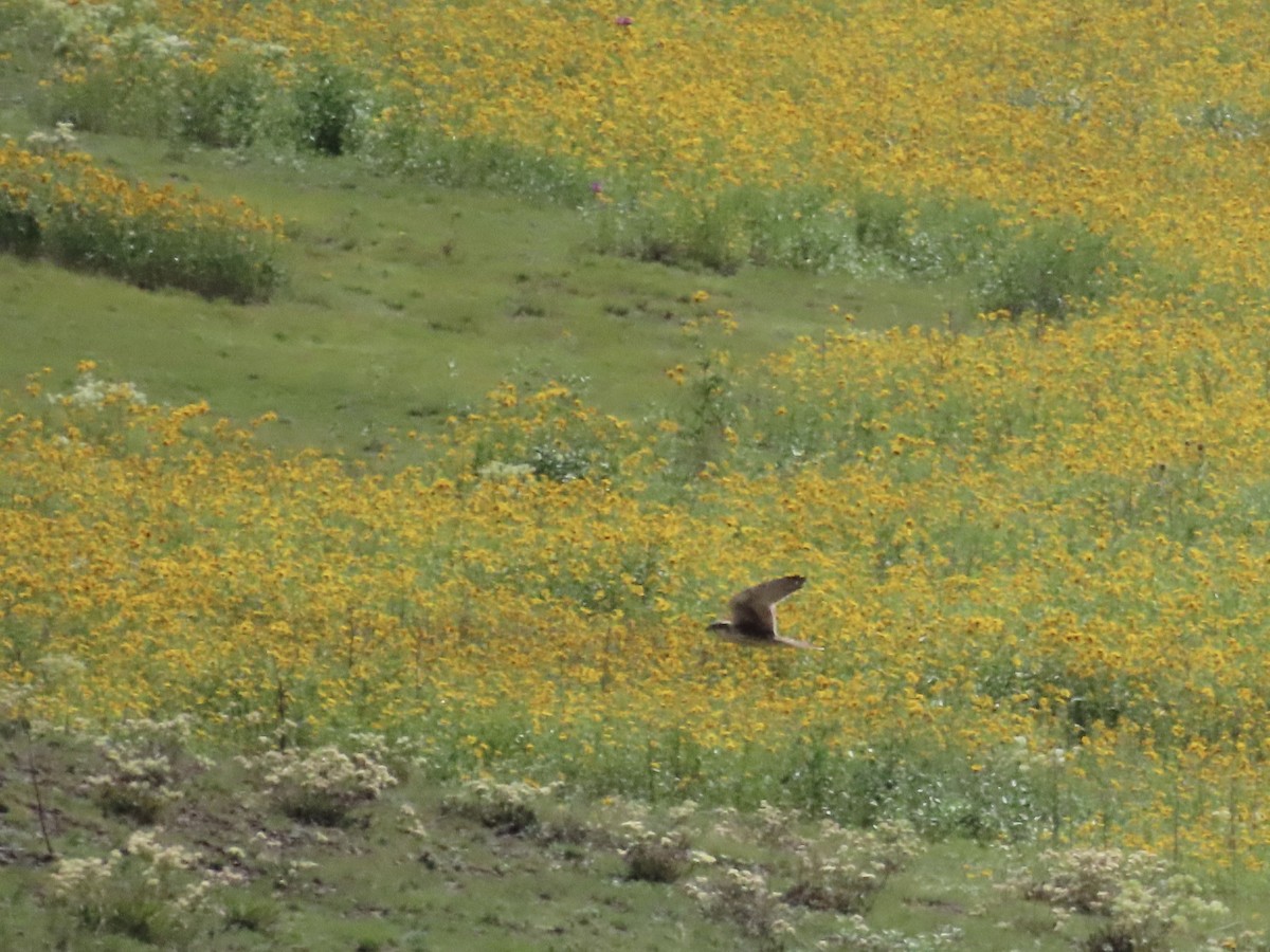 Prairie Falcon - ML606371441
