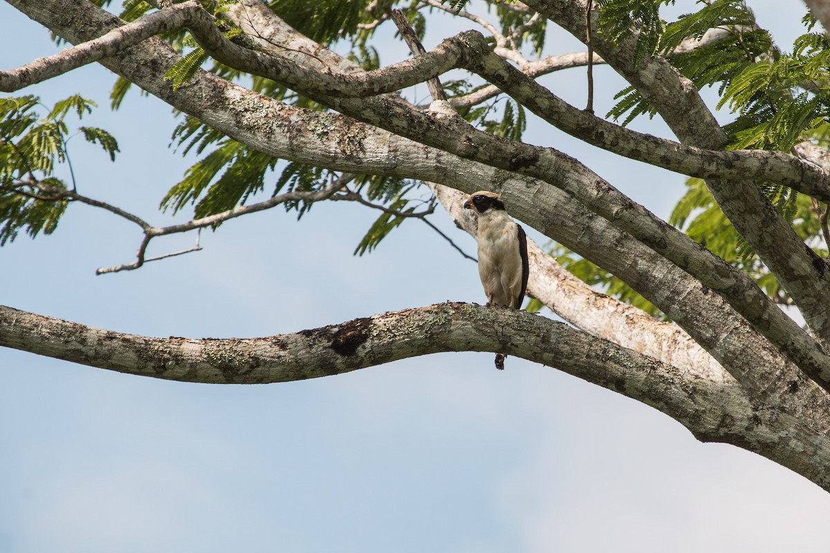 Laughing Falcon - ML606372011