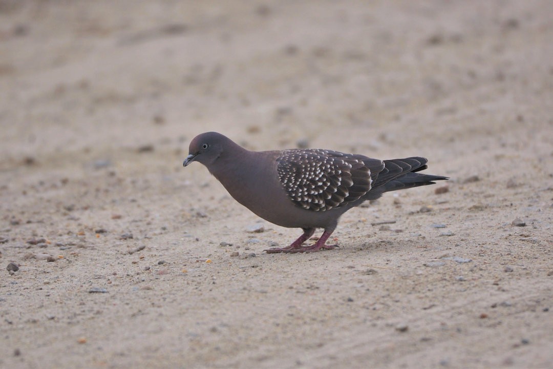 Spot-winged Pigeon - ML606372661