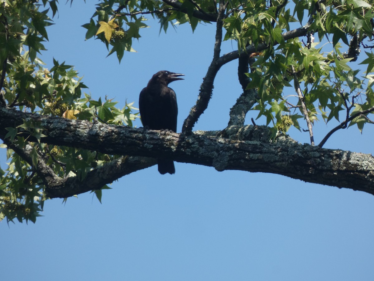 American Crow - ML606372701