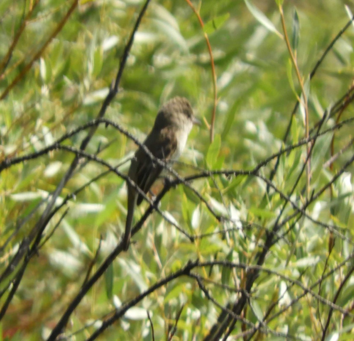 Willow Flycatcher - ML606373331