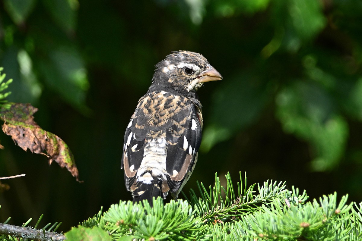 Rose-breasted Grosbeak - Carol Hamilton