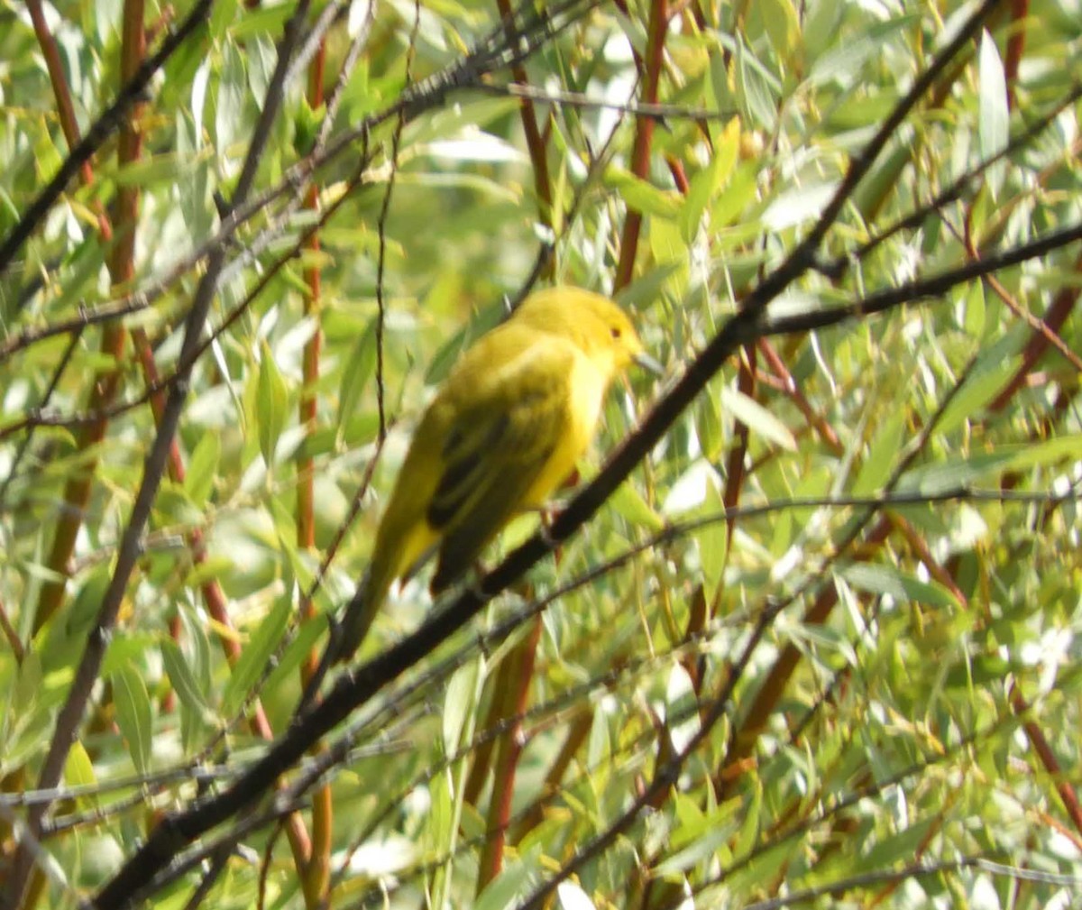 Yellow Warbler - ML606373471