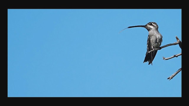 Colibrí Pochotero - ML606374761