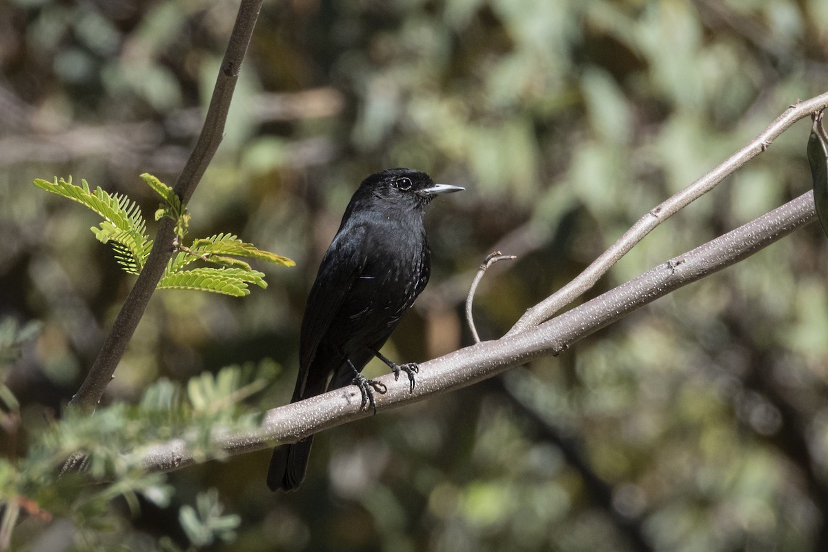 White-winged Black-Tyrant - ML606374871