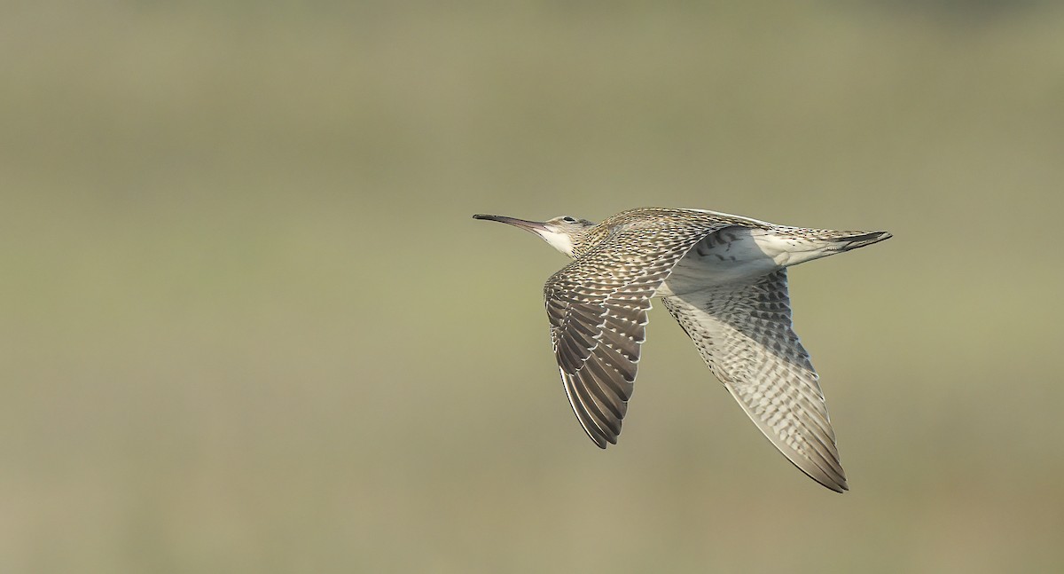 Regenbrachvogel - ML606375091