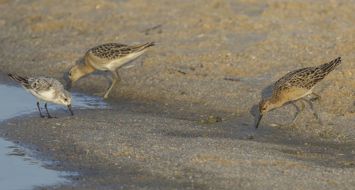 Bécasseau sanderling - ML606376501