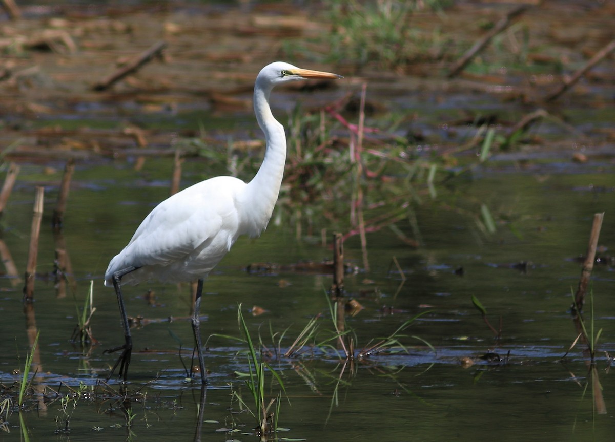 Great Egret - ML606376751