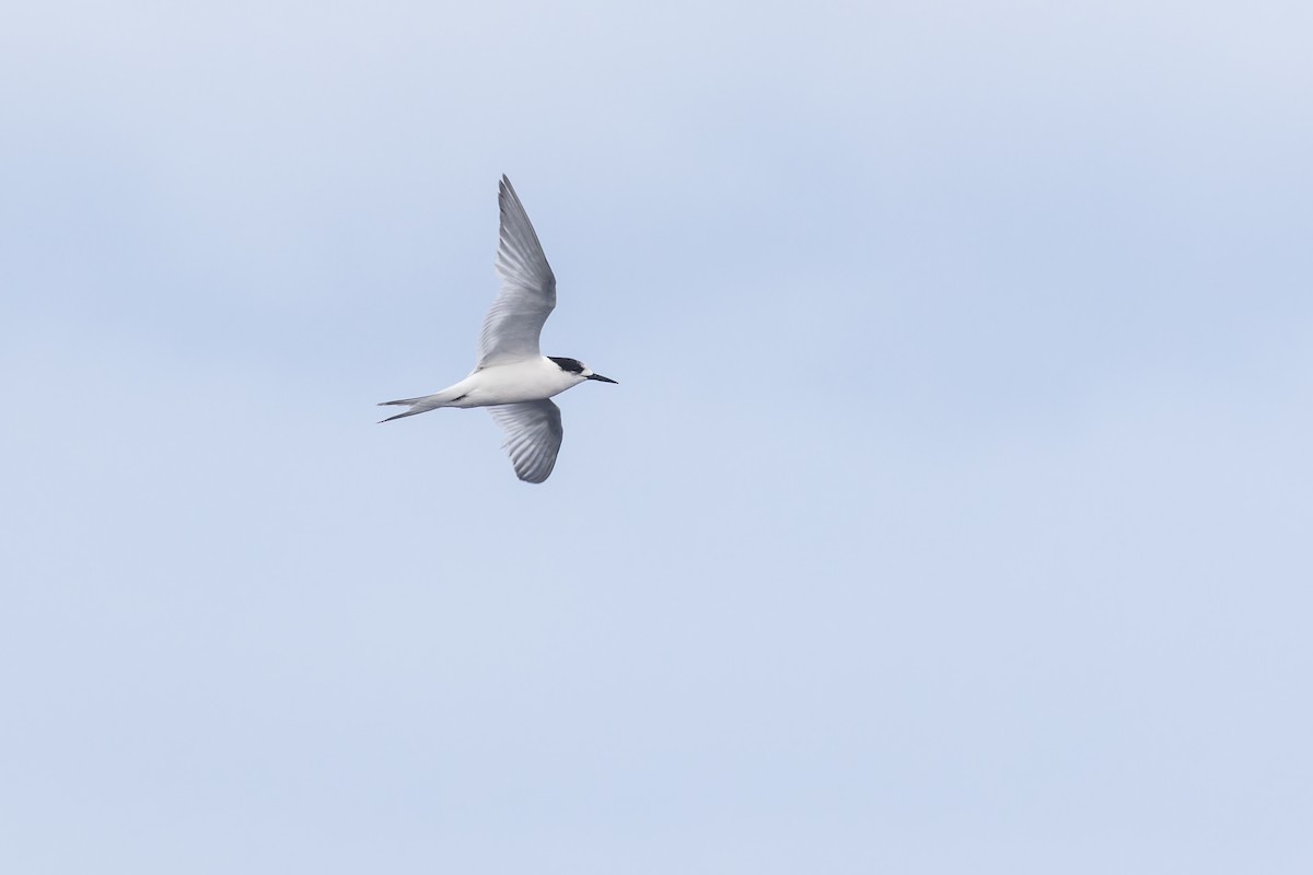 White-fronted Tern - ML606377301